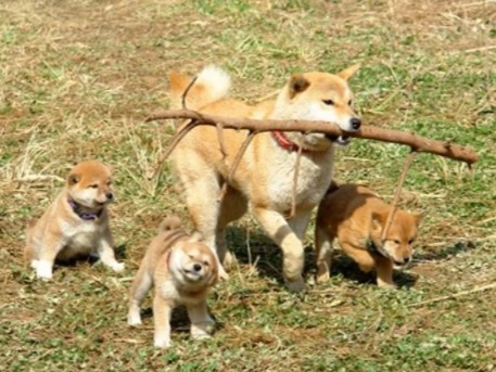 The Day a Mother Dog Taught Japan the Meaning of Love and Courage
