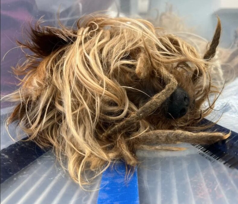 He Was Living a Hidden Nightmare — Until Someone Refused to Walk By