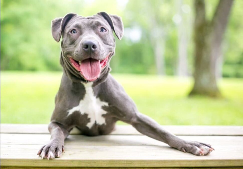 Abandoned and Broken, This Senior Pit Bull Found Her Purpose — Healing Others’ Hearts