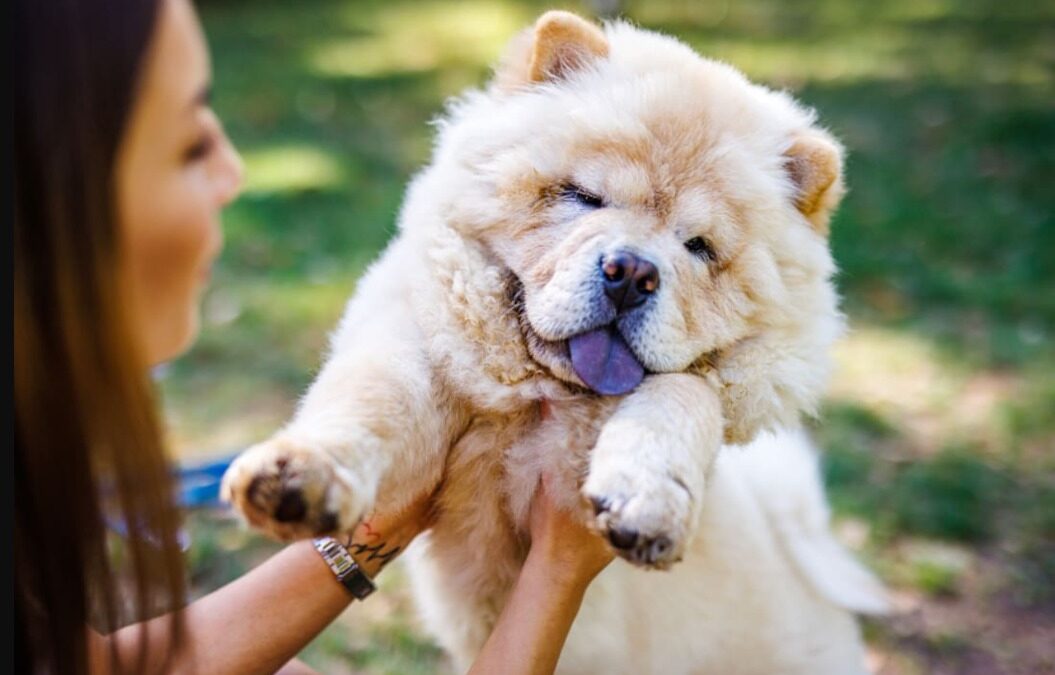 He Doesn’t Ask—He Demands: The Cream Chow Who Runs the Playtime Show