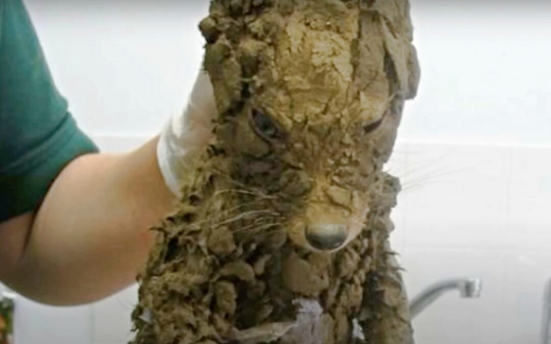They Rescued a Muddy ‘Puppy’ — Then He Sharpened Into a Fox