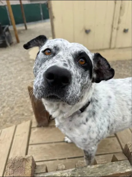 Muffin: The 67-Pound Heart Waiting for Someone to See Her