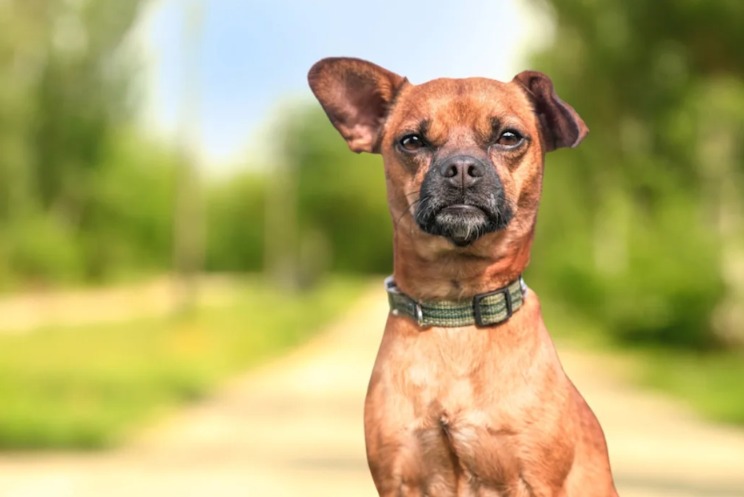 Foster Mom Switches to Spanish… and the Dog Finally Says ‘I Understand