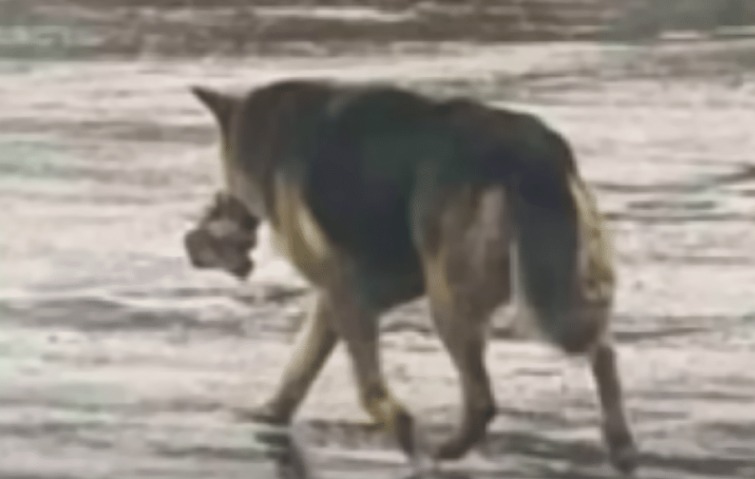 Abandoned With Nothing but a Toy — Then Rescuers Found Her