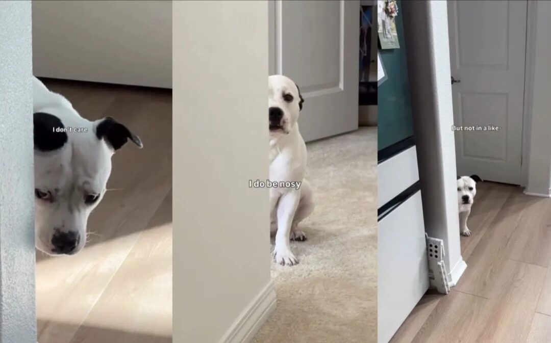 Rosie the Staffy: She’s Not Nosy… Unless Treats Are Involved