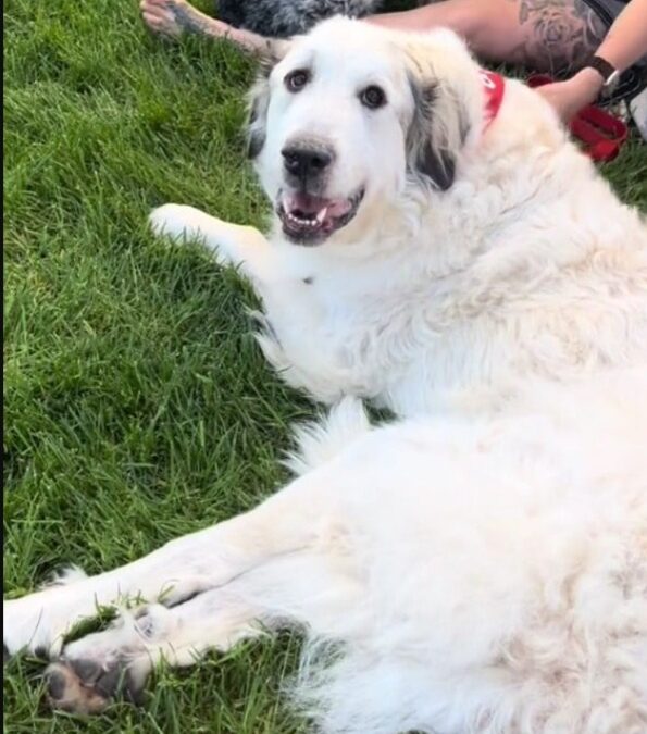 Special Needs? More Like Extra Love. Meet Olaf, the Gentle Giant Seeking His People