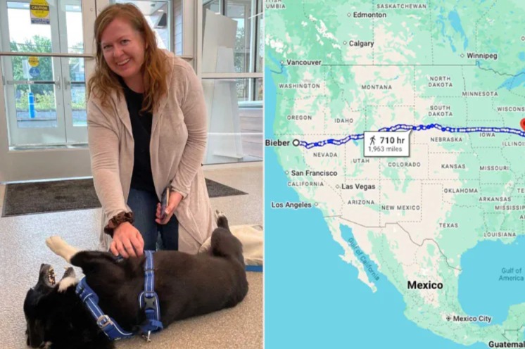 Storm-Scattered, Country-Wide: How a Pet Found His Way Back Thanks to a Chip
