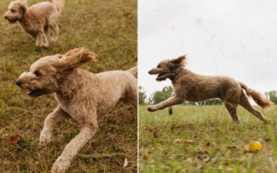 This Dog’s Run Recovered a Memory—and Stirred the Internet’s Heart