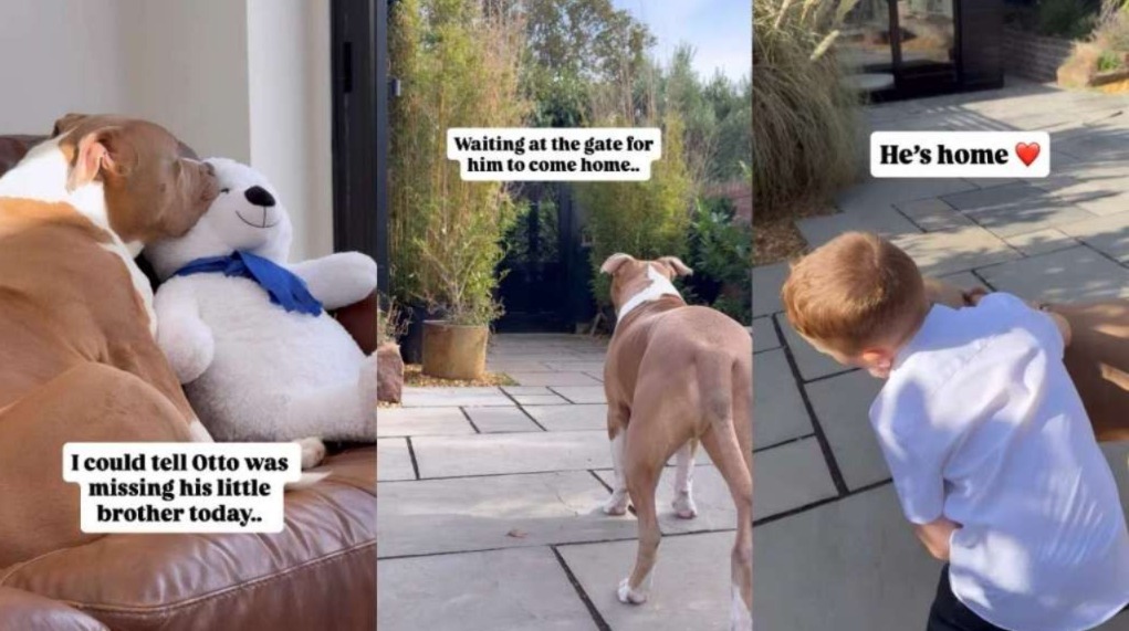 Big Dog, Bigger Heart: Otto’s Reunion Has the Internet Crying Happy Tears