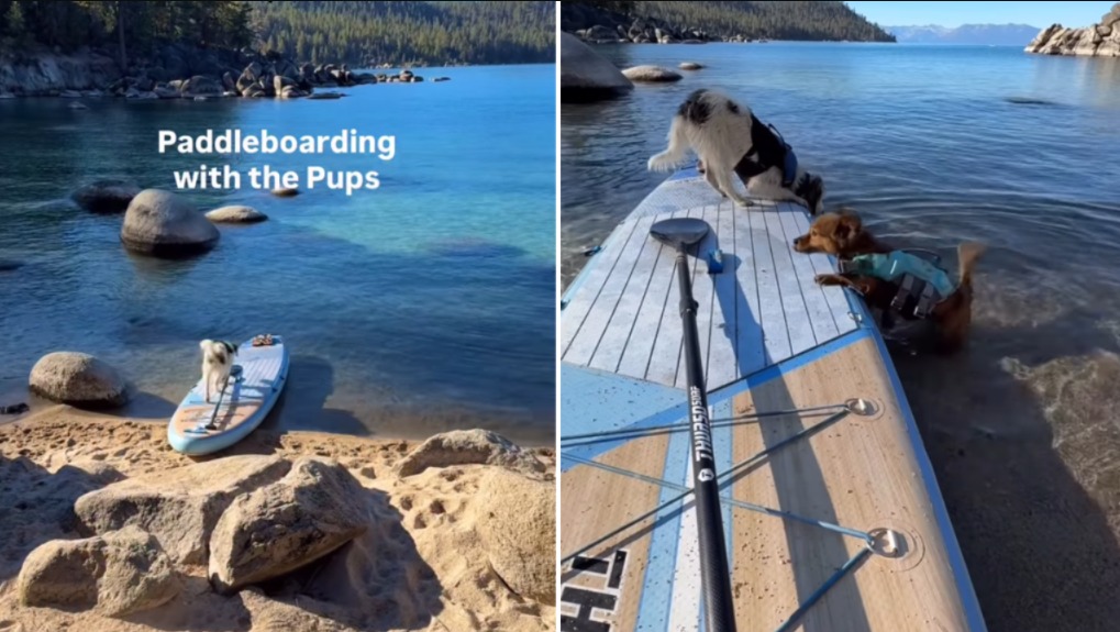 Foster Mom Takes Rescue Pup Paddleboarding—Before Adoption