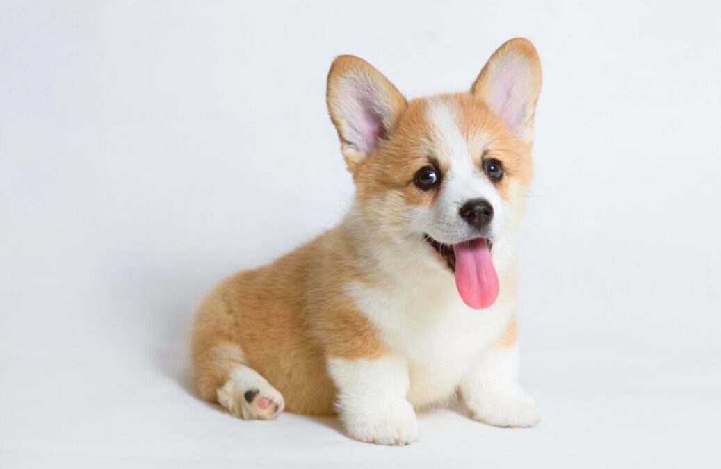 Tiny Legs, Big Attitude: Meet Pancake the Corgi Who Can’t Stop Talking