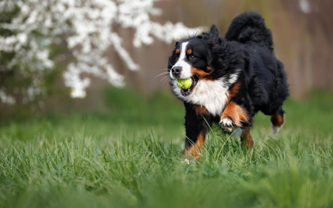 Baloo’s Search: A Bernese Mountain Dog’s Desperate Call for Her Mom