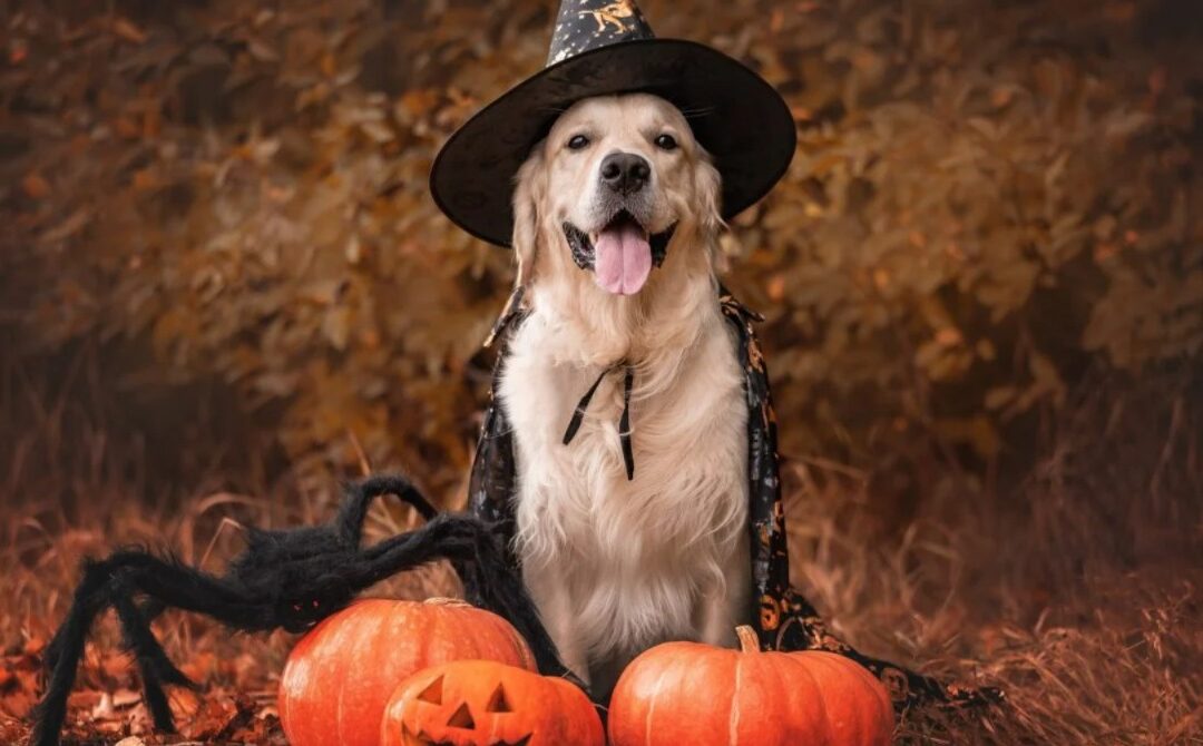 Don’t Just Trick or Treat — Throw a Halloween Bash for Your Dog (and Survive It)