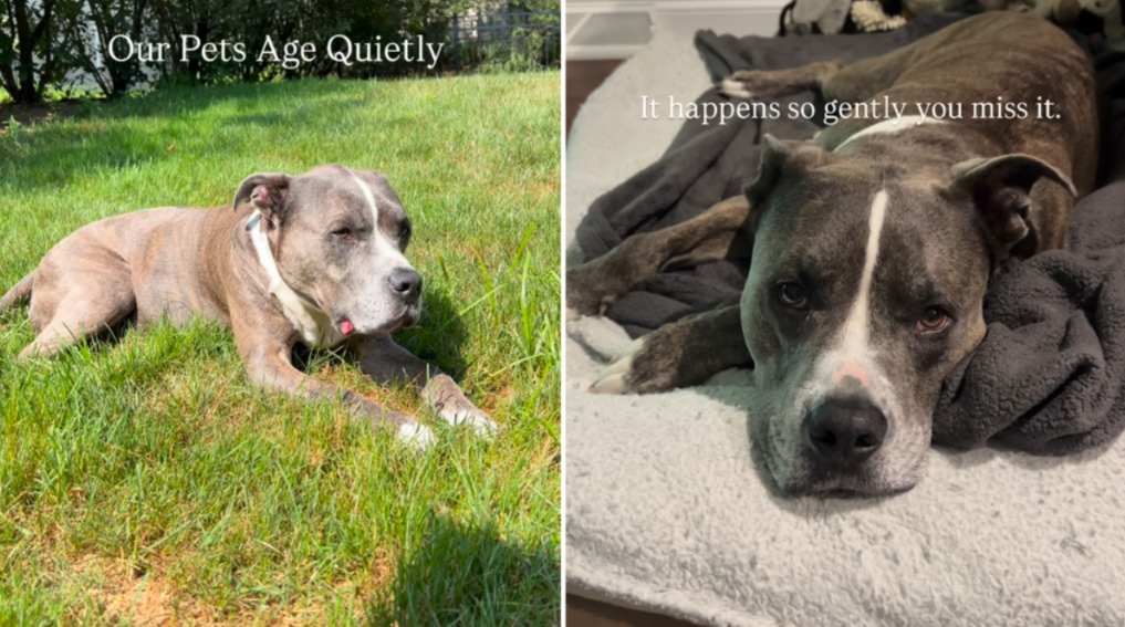 The Viral Video That Shows How Dogs Age Quietly