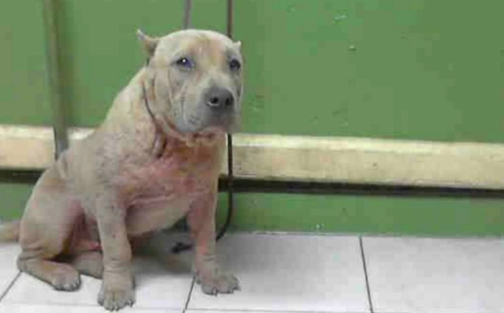 They Were About to Put Her Down — But One Photo Saved Her Life