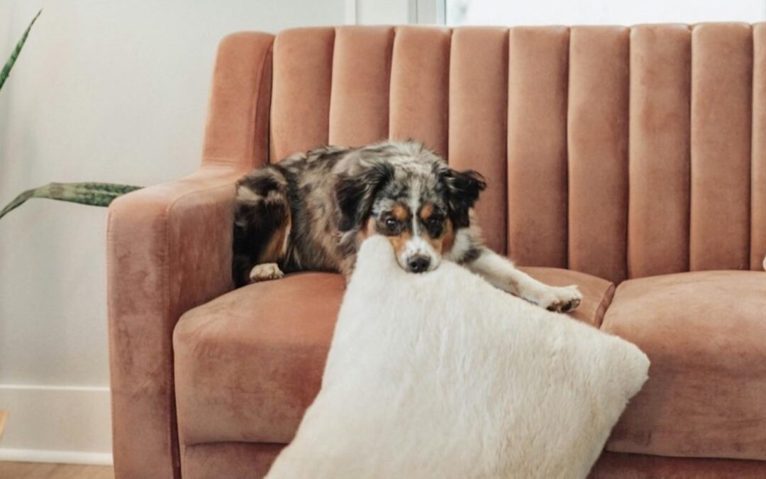 Her First Dog Was Gone — But Something Sent the Next One to Her