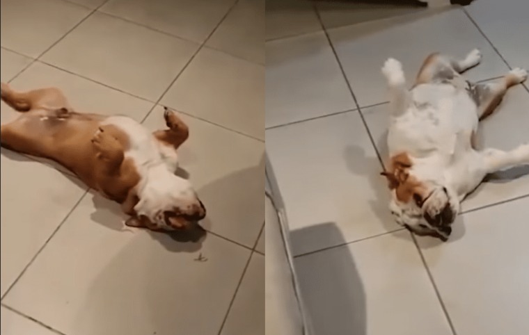 Guilty as Charged: These Bulldogs Tried to Play Possum to Avoid Trouble