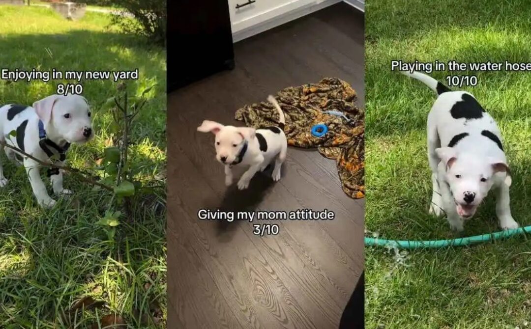 Bulldog Puppy’s First Month—Rated Hilariously Cute