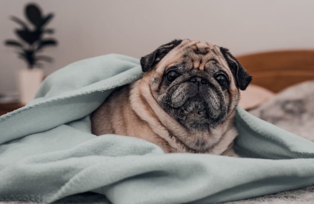 One Pug, One Hat, One Perfect London Moment