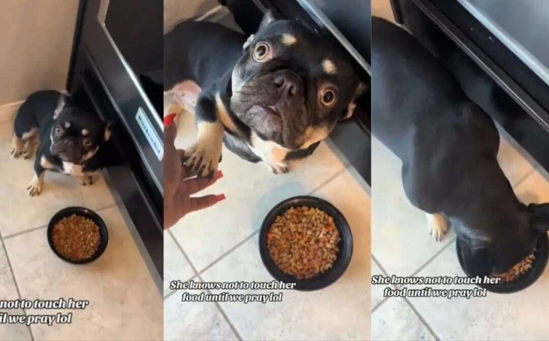 French Bulldog Teaches Us Patience: Waits Until Mom Prays