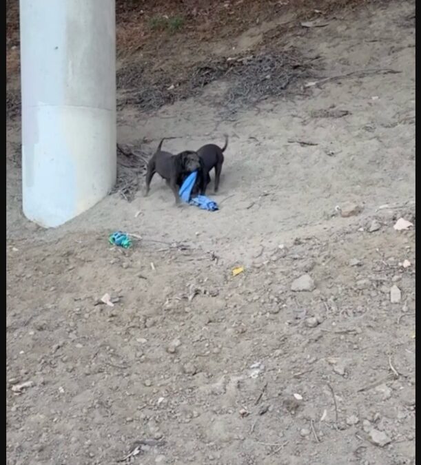 From the Shadow of Traffic to a New Life: The Rescue of Three Wrinkled Miracle Pups