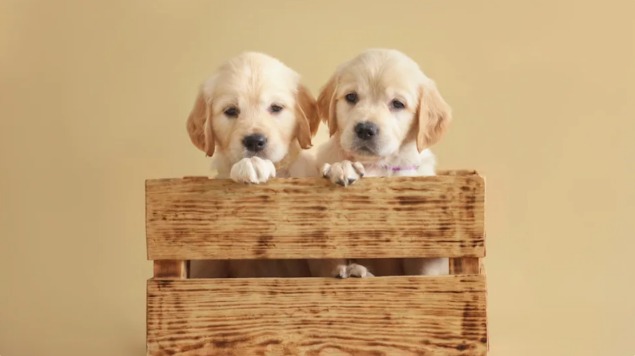 Rescued From Hell: Dozens of Golden Puppies Get a Second Chance