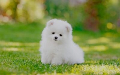 Raising Them Right: The Secret to a Healthy, Happy Puppy