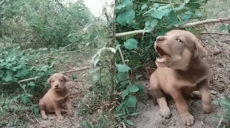 A Tiny Plea, A Huge Rescue: This Puppy’s Story Is a Miracle of Love