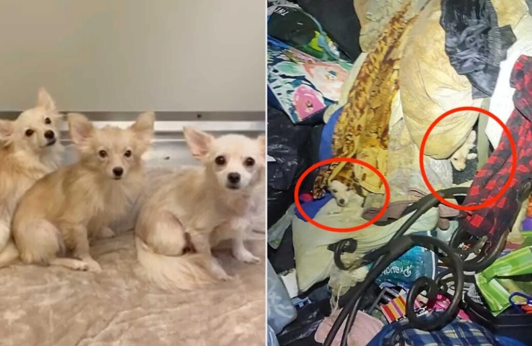 Hidden Under Hoarded Debris: 11 Dogs & 2 Cats Finally Come Home