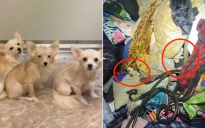 Hidden Under Hoarded Debris: 11 Dogs & 2 Cats Finally Come Home