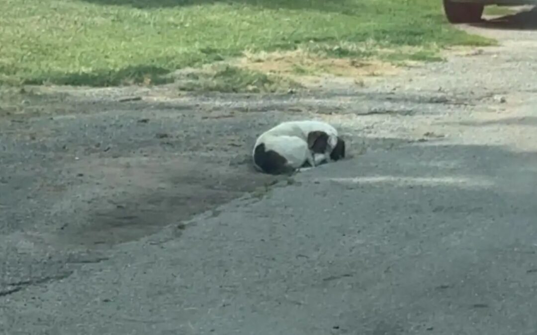 They Found a ‘Ball’ in the Alley — But it Turned into 10 Lives Saved