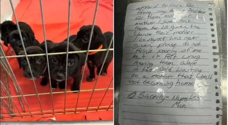 Out of Shelter, Into Hope: The Litter a Stranger Left with a Heartbreaking Note