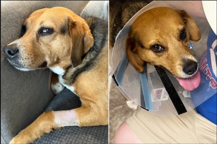 When Help Becomes Danger: The Day Vaccine Baits Landed in Her Yard