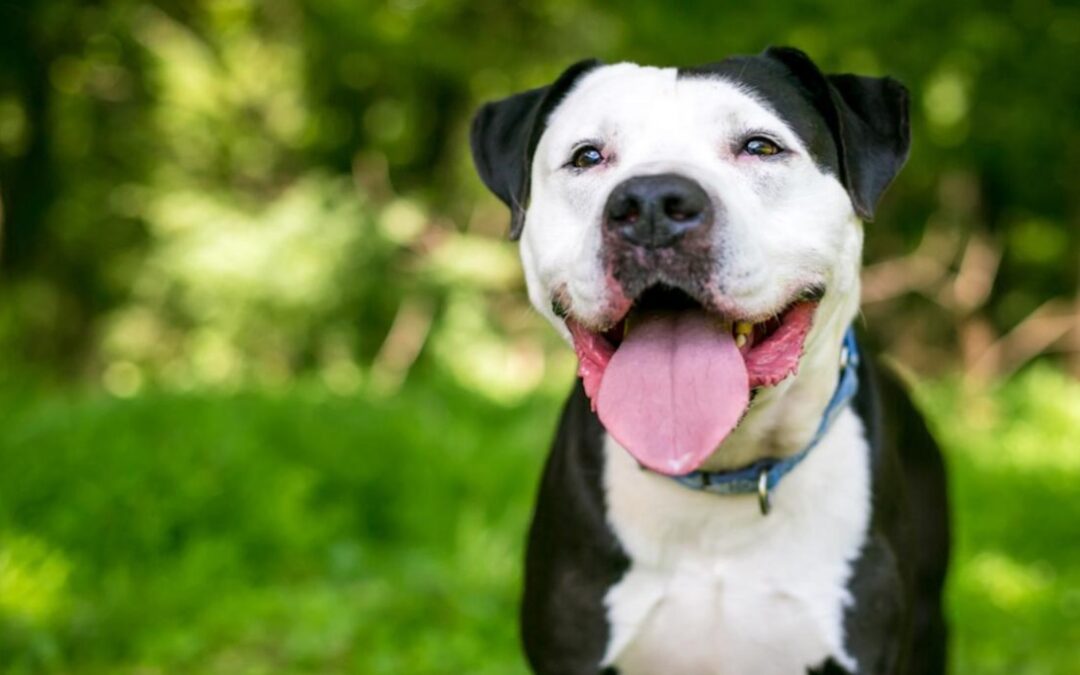 The Great Snack Heist: How One Rescue Dog Outsprinted His Mom for Treats