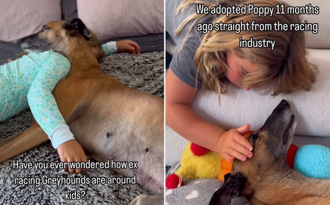 Ex-Racing Greyhound Becomes Guardian Big Sister