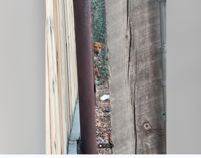 Behind the Dumpster: The Puppy Who Won the Internet