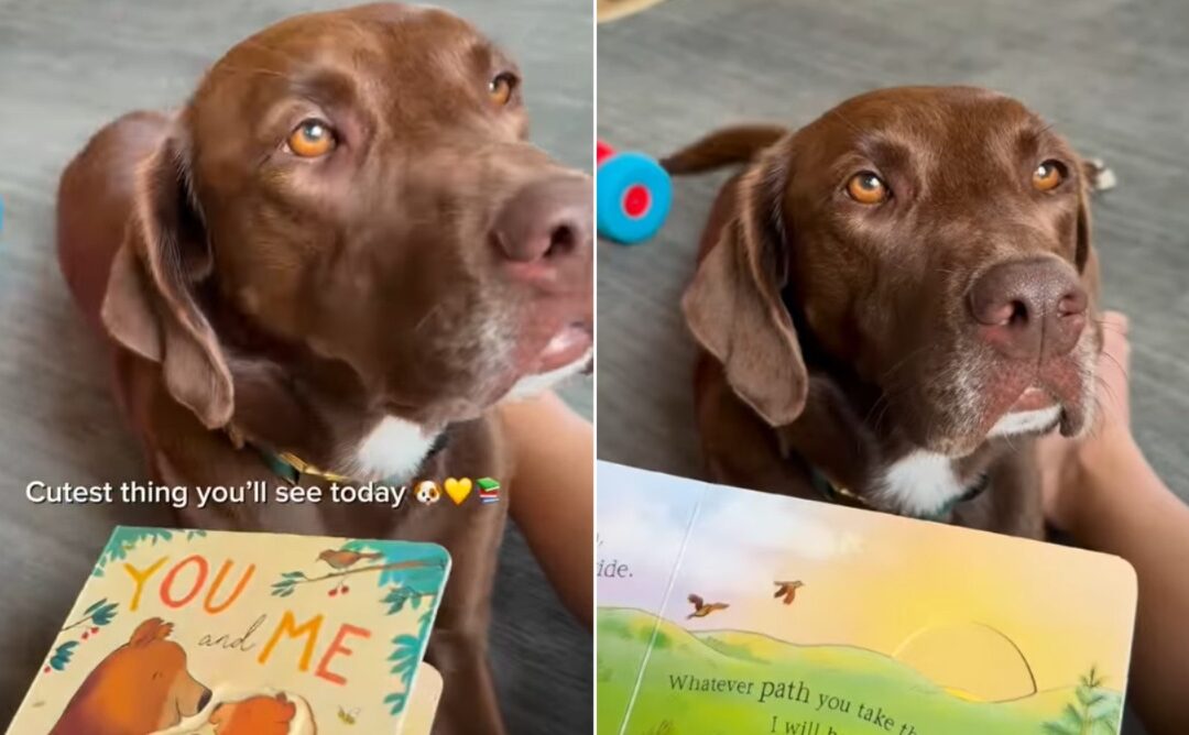 Family’s Dog Turns Storytime Into the Sweetest Bedtime Ritual Ever
