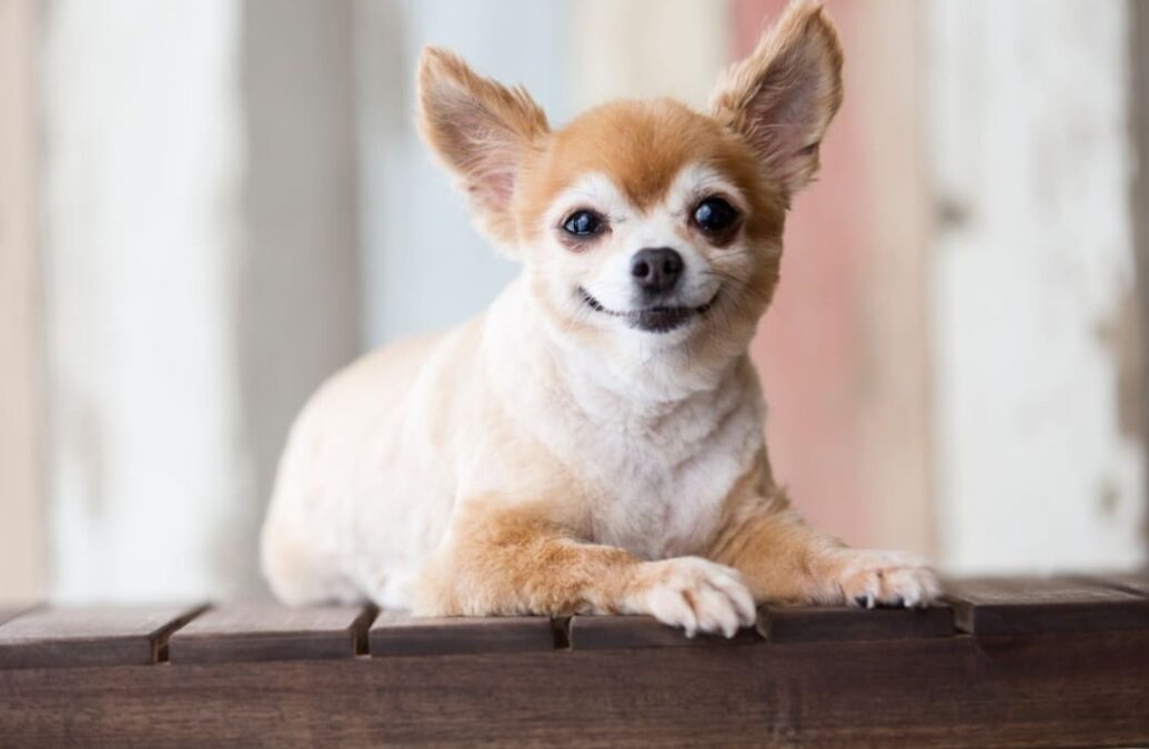 She’s 12 and Getting Her Forever Home – The Senior Chihuahua Who Beat the Odds
