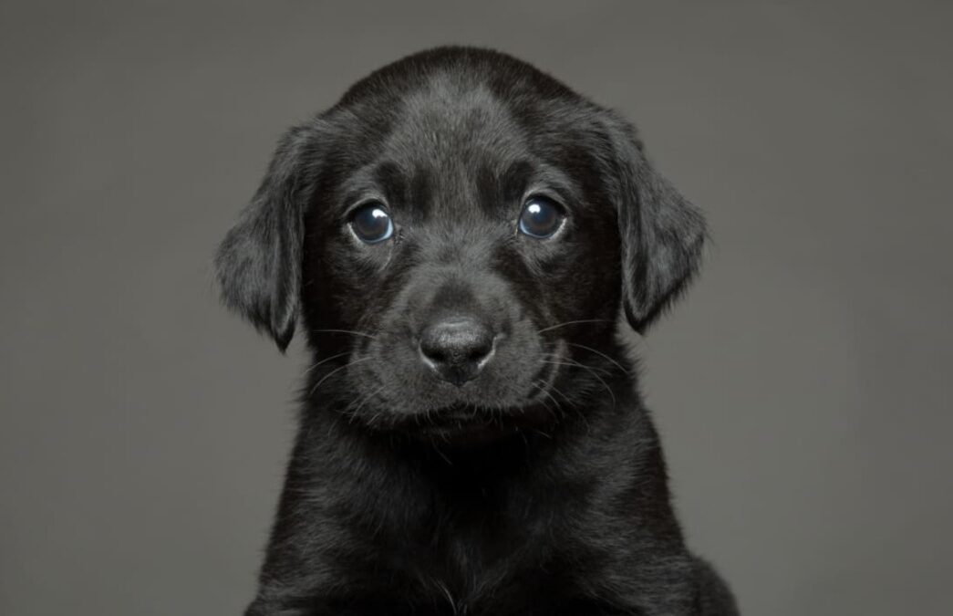 Senior Dog’s Spark Is Rekindled By A Tiny Buddy (And It’s Everything)