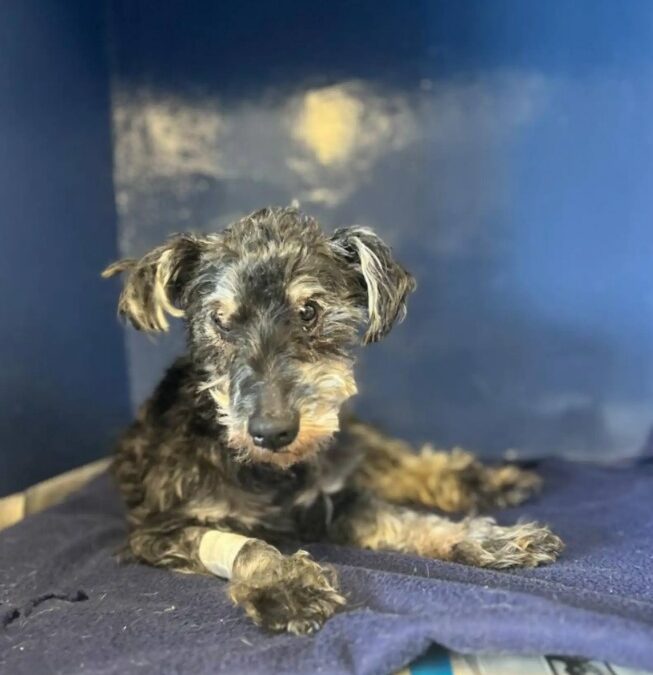 Thirteen Years Lost, One Man Sees Him: The Miraculous Rescue of Rufus