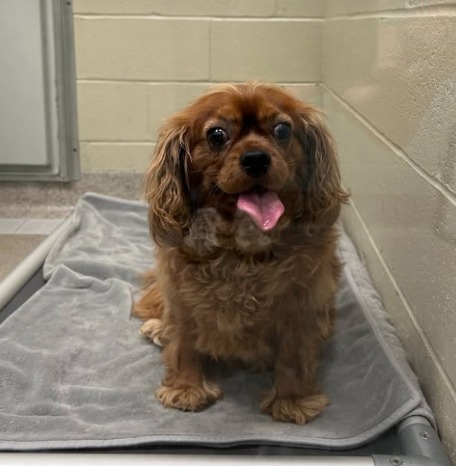 Heartbreak and Hope: The Cavalier King Charles Spaniel Who Never Stopped Smiling