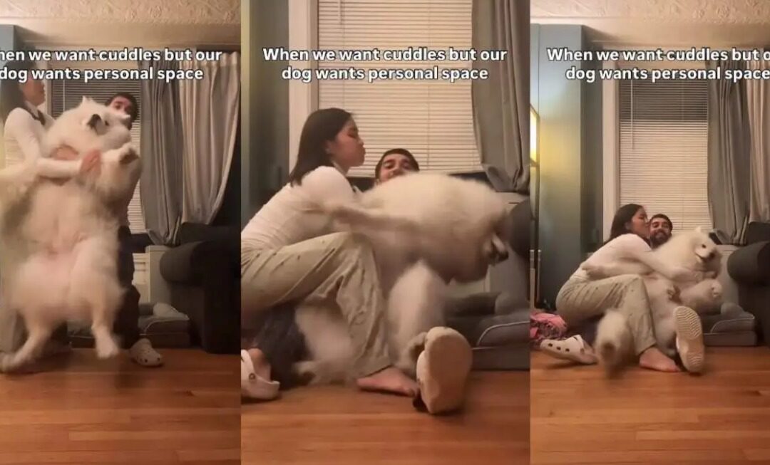When a Samoyed Says ‘No Thanks’ to Cuddles — And the Internet Cheers
