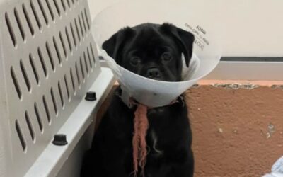 Litter Adopted. He Stayed. The Puppy Who Got Left Behind Needs You