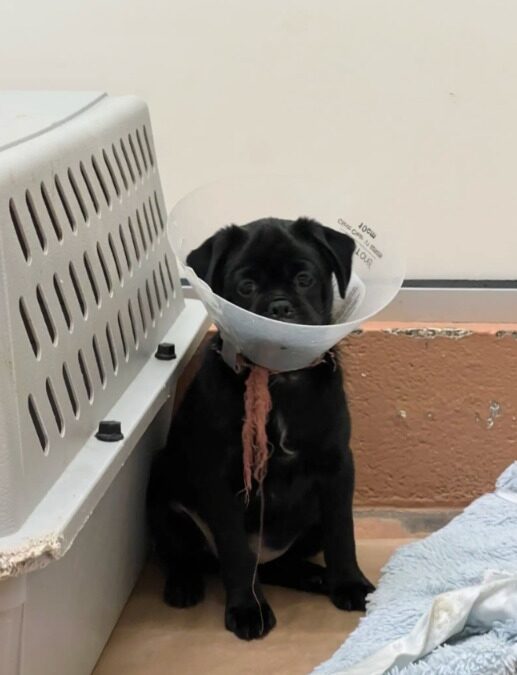 Litter Adopted. He Stayed. The Puppy Who Got Left Behind Needs You