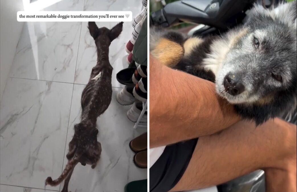 No One Believed She’d Survive — Then 8 Months Changed Everything