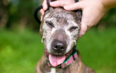 Your Dog’s Twilight Years Can Be His Brightest — Here’s How