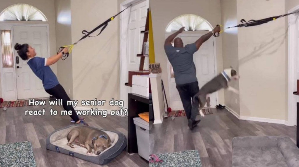 Young Energy vs Quiet Wisdom: Watch Two Pit Bulls React Differently