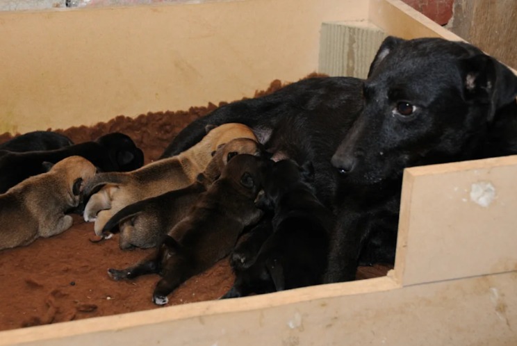 Street Dog Mom Fights All Odds to Save Her Six Puppies