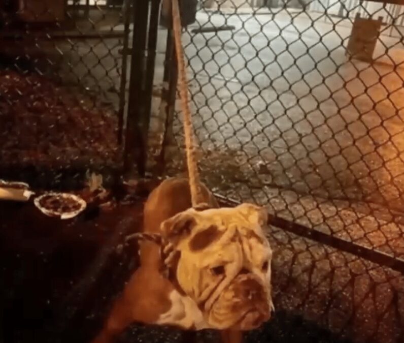 Shot, Tied, Left to Die — But She Survived Because Someone Didn’t Walk Away