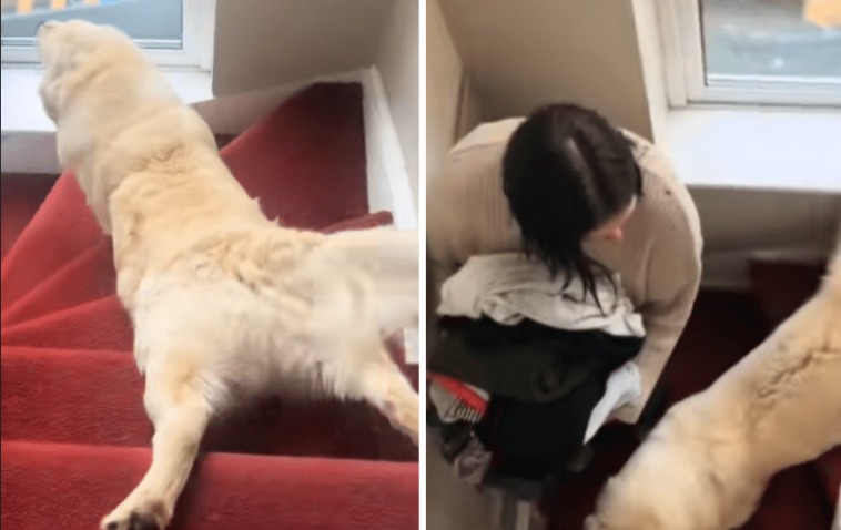 This Golden Retriever’s Daily Stair Slide Is the Happiness We All Need